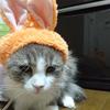  のあルナ