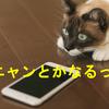 ニャン氏の相談窓口