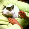 もみじ山猫軒