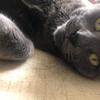 じーしお