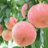 Peach pie