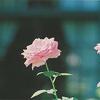fleur71