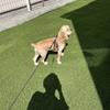 動物介護士みか