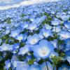blueblue888
