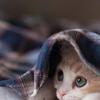 Cattus