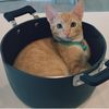 Ginger72