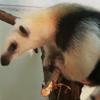 さぎりん