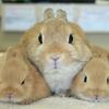 へいすけ