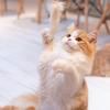 kitty0303