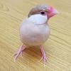 saoptan