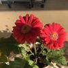 prettyblossoms888