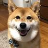 こんちゃんピアノ