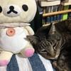 糖尿病患者ねこきち