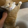 もりおーが