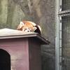 ゆウたた