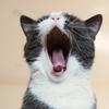 apple_cat