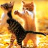 ねこここ子