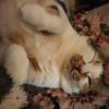 猫好き男子ヒデ