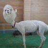 リネン 依頼垢