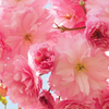 sakura〜咲良