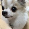 サチ公