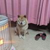 山田翔太01
