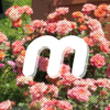 mikko_