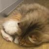 きいねこ