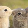 やぎとうさぎ