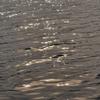 reflection0910