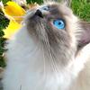 Ocean Eyes