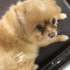 ぽけまる