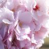 Blossoms　studio