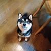 コデまる