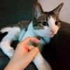 Lily_straycat