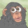 Chimpanzee