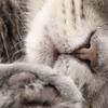 ねこかーさん