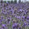 ほはり