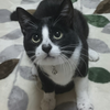 ろしぇ