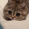 sylph_rip