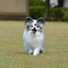 じゅじゅぴょん