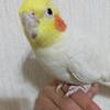 タチバナマリア