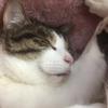 ねこ屋