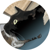 ふじねこデザイン