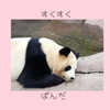 sukusukupanda