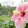 Soul Flower