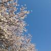 祥扇（shosen）