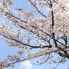 満開の桜