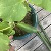 まはたるまはまら