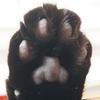 ちゃーこ718